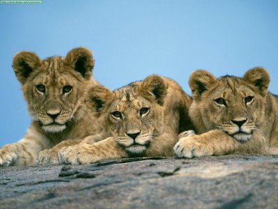 Los 3 leones...