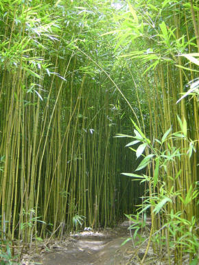 Un texto para pensar: Como el bambú japonés…