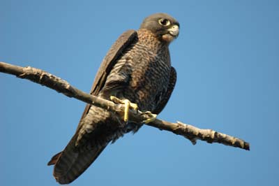 El vuelo del Halcón