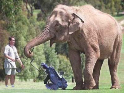 Un caddie muy capacitado