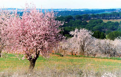 El Almendro